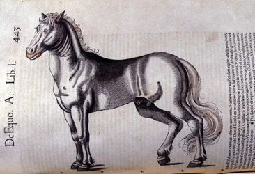 Pferd in der Historia Animalium von Conrad Gesner (1516 - 1565), Tiguri