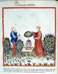 Basilikum sammeln. Illumination aus dem Handel mit Medizin und Diätetik „Tacuinum sanitatis“ nach dem Handel mit Medizin „Kitabtaqwim as-sihha“ von Ibn Butlan