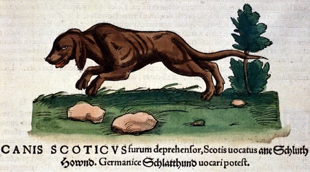 Hund aus der Historia Animalium von Conrad Gesner, Tiguri 1560. Biblioteca Nazionale Braidense. Mailand