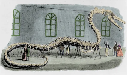 Dr. Albert C. Kochs gefälschte Seeschlange. Das Skelett wurde aus Knochen verschiedener Tiere zusammengesetzt. Die Schlange wurde „Hydrarcus Silimanni“ genannt. Sie wurde 1845 mit großem Erfolg in New York ausgestellt. Als der Betrug entdeckt wurde, floh K