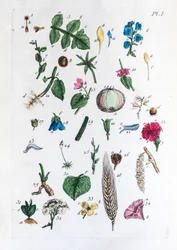 Elementartabelle der Figuren und ihrer Namen in Flora Parisiensis