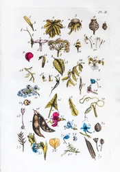 Elementartabelle der Figuren und ihrer Namen in Flora Parisiensis