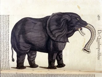 Elefant aus der Historia Animalium von Conrad Gesner, Tiguri 1560. Biblioteca Nazionale Braidense. Mailand