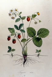 Fragaria Vesca (Wald-Erdbeere).