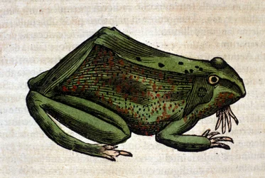 Frosch aus der Historia Animalium von Conrad Gesner, Tiguri 1560. Biblioteca Nazionale Braidense, Mailand