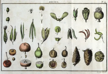 Früchte: in „Flora Françoise, oder eine kurze Beschreibung aller Pflanzen, die natürlich in Frankreich wachsen, nach einer neuen Analysemethode geordnet, der wir die Angabe ihrer eindeutigsten Tugenden in der Medizin und ihrer Nützlichkeit in der Kunst bei