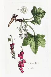Stachelbeere