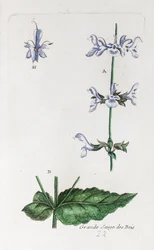 Großer Waldsalbei