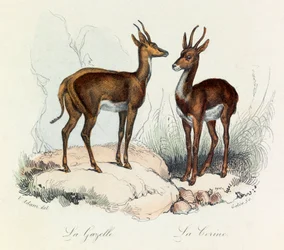Illustration aus dem Buch "Gesammelte Werke von Buffon": Die Vierfüßler: Die Gazelle und die Corine (Gravur)