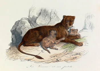 Illustration aus dem Buch "Gesammelte Werke von Buffon": Die Vierfüßler: Die Löwin und ihre Jungen (Gravur)