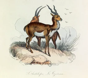 Illustration aus dem Buch "Gesammelte Werke von Buffon": Les Quadrupedes: L