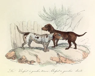 Illustration aus dem Buch "Gesammelte Werke von Buffon": Die Tiere: Der Basset mit krummen Beinen und der Basset mit geraden Beinen