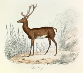 Illustration aus dem Buch "Gesammelte Werke von Buffon": Die Tiere: Der Hirsch