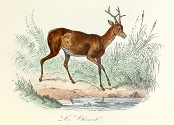 Illustration aus dem Buch "Gesammelte Werke von Buffon": Die Tiere: Der Hirsch (Gravur)