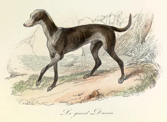 Illustration aus dem Buch "Gesammelte Werke von Buffon": Die Tiere: Der Große Däne