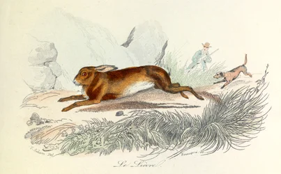 Illustration aus dem Buch "Gesammelte Werke von Buffon": Die Tiere: Der Hase