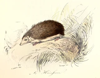 Illustration aus dem Buch "Gesammelte Werke von Buffon": Die Tiere: Der Igel (Gravur)