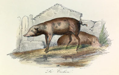 Illustration aus dem Buch "Gesamtausgabe von Buffon": Die Tiere: Der Pichon (Gravur)