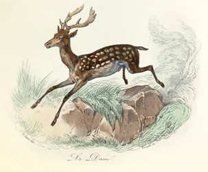 Illustration aus dem Buch "Gesammelte Werke von Buffon": Die Tiere: Der Elch (Gravur)