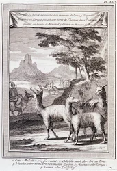Lamas von Peru - in „Historische Reise durch Südamerika im Auftrag des Königs von Spanien“ von Don George Juan und Don Antoine de Ulloa, T.1, bei C.A. Jombert, Librairie du Roi, Paris