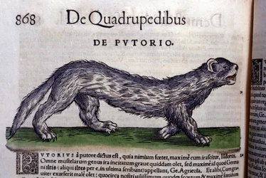 Le fertois - in Historia Animalium von Conrad Gesner (1516-1565), Tiguri