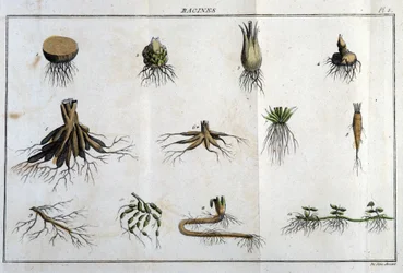 Die Wurzeln: in „Flora Françoise, oder eine kurze Beschreibung aller Pflanzen, die natürlich in Frankreich wachsen, nach einer neuen Analysemethode geordnet, der wir die Angabe ihrer eindeutigsten Tugenden in der Medizin und ihrer Nützlichkeit in der Kunst
