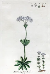 Maiglöckchen oder Waldmeister