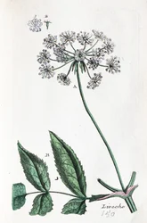 Liebstöckel