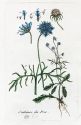 Wiesen-Witwenblume