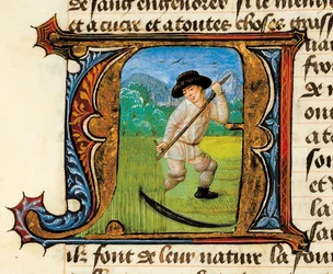 Medizin: Ein Bauer mäht das Weizenfeld. Miniatur aus dem Traktat über die Medizin von Aldebrande de Florence (Aldebrando)