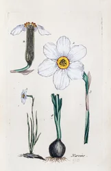 Narzisse
