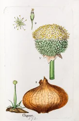 Zwiebel