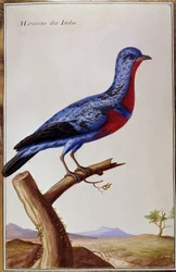 Ornithologie: ein Spatz aus den Indes