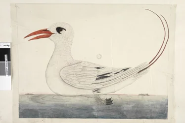 Seite 100. Phaeton Rotschwanz-Tropikvogel Phaethon rubricauda, 1791-92