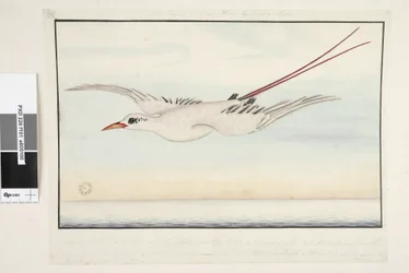 Seite 101. Der Tropikvogel von? Alma do Comtre, Mastre? Von der Schnabelspitze bis zum Bürzel 18 Zoll, vom Bürzel bis zum Ende des Schwanzes 18 Zoll, von einer Flügelspitze zur anderen 4 Fuß 2 Zoll. Der ganze Vogel ist mit einem Hauch überzogen, der nicht