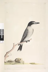 Seite 10. Vanga. unten in der Mitte in anderer Hand Natürliche Größe, Iris zweifelhaft Grauer Metzger, Vogel Cracticus torquatis männlich, 1791-92