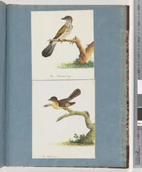 Seite 111. Unbekannter Vogel. 112. Unbekannter Vogel