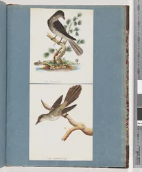 Seite 119. Unbekannter Vogel. 120. Unbekannter Vogel