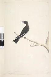 Seite 12. Ocypterus. über dem Titel in anderer Handschrift April, natürliche Größe Dusky Wood, Swallow Artamus cyanopterus
