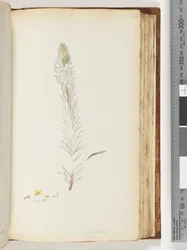 Seite 133. Floribunda unvollendete Zeichnung
