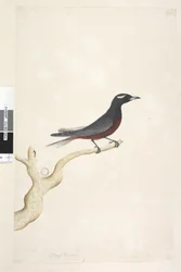 Seite 13. Ocypterus. über dem Titel in anderer Hand Dezember. Natürliche Größe Weißbrauen-Schwalbenstar Artamus superciliosus, männlich, 1791-92