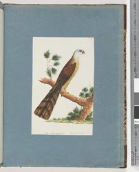 Seite 141. Unidentifizierter Vogel