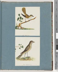 Seite 142. Unidentifizierter Vogel. 143. Unidentifizierter Vogel