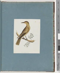 Seite 144. Unbekannter Vogel