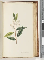 Seite 151. Elaeocarpus