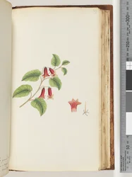 Seite 169. Unbenannte Blütenpflanze