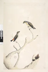 Seite 17. Pardalotus. entlang des oberen Randes in anderer Hand August. Beide in natürlicher Größe gezeichnet. hinzugefügt in dritter Hand & soll von einer anderen Art sein Gefleckter Pardalote und Östlicher Gestreifter Pardalote Pardalotus punctatus und P
