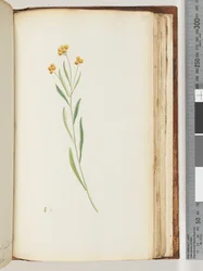 Seite 195. Unidentifizierte Pflanze