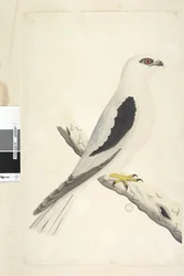 Seite 1. Falco, im August gesichtet; unten links von anderer Hand: August, natürliche Größe. Schwarzschulter-Milan, Elanus axillaris, Elanus notatus, 1791-92