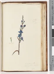 Seite 203. Ich glaube, dies ist Thelymitra ixioides / Gefleckte Sonnenorchidee